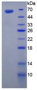 SDS-PAGE analysis of GTX00315-pro Mouse TGM1 protein.