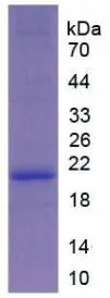 SDS-PAGE analysis of GTX00316-pro Mouse COL6A1 protein.