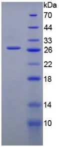 SDS-PAGE analysis of GTX00318-pro Mouse Gremlin 1 protein (active).