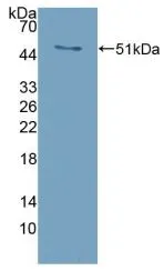 WB analysis of GTX00319-pro Mouse RANKL protein. WB analysis of GTX00319-pro Mouse RANKL protein.