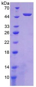 SDS-PAGE analysis of GTX00319-pro Mouse RANKL protein.