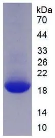 SDS-PAGE analysis of GTX00321-pro Mouse GDNF protein.