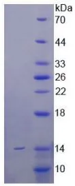 SDS-PAGE analysis of GTX00326-pro Mouse SFTPC protein.