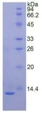 SDS-PAGE analysis of GTX00339-pro Rabbit CXCL8 / IL8 protein (active).