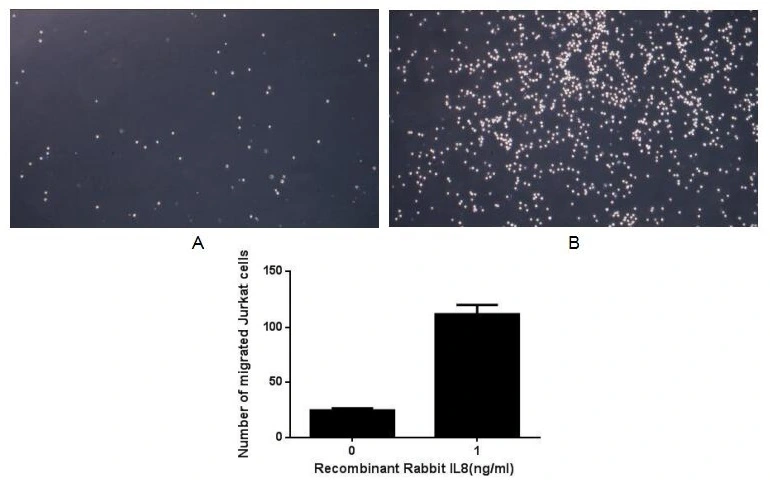 The chemotactic effect of GTX00339-pro Rabbit CXCL8 / IL8 protein (active). Upper: (A) Jurkat cells were seeded into the upper chambers and serum free RPMI-1640 without IL8 was added in lower chamber, then cells in lower chamber were observed at low magnification (x100) after incubation for 1hr. (B) Jurkat cells were seeded into the upper chambers and serum free RPMI-1640 with 1 ng/ml IL8 was added in lower chamber, then cells in lower chamber were observed at low magnification (x100) after incubation for 1hr. Lower: The number of migrated cells were counted at high magnification (x400) randomly (five fields for each filter).