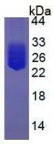 SDS-PAGE analysis of GTX00341-pro Rat IL6 protein (active).