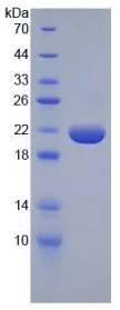 SDS-PAGE analysis of GTX00342-pro Rat TNF alpha protein (active).