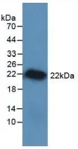 WB analysis of GTX00343-pro Rat VEGFA protein (active). WB analysis of GTX00343-pro Rat VEGFA protein (active).