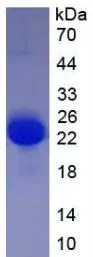 SDS-PAGE analysis of GTX00343-pro Rat VEGFA protein (active).