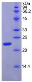 SDS-PAGE analysis of GTX00344-pro Rat RPP40 protein.