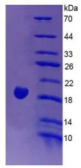SDS-PAGE analysis of GTX00345-pro Rat Endothelin 1 protein (active).