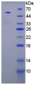 SDS-PAGE analysis of GTX00348-pro Rat Parathyroid Hormone protein (active).