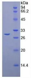 SDS-PAGE analysis of GTX00353-pro Rat CTRC protein.