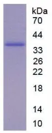 SDS-PAGE analysis of GTX00363-pro Rat CX3CL1 protein (active).