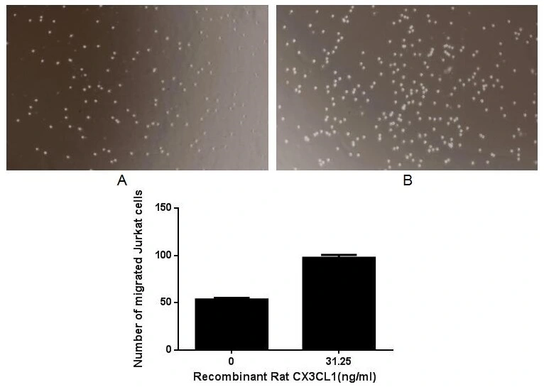 The chemotactic effect of GTX00363-pro Rat CX3CL1 protein (active). Upper: (A) THP-1 cells were seeded into the upper chambers and serum free RPMI-1640 without CX3CL1 was added in lower chamber, then cells in lower chamber were observed at low magnification (x100) after incubation for 1hr. (B) THP-1 cells were seeded into the upper chambers and serum free RPMI-1640 with 31.25 ng/ml CX3CL1 was added in lower chamber, then cells in lower chamber were observed at low magnification (x100) after incubation for 1hr. Lower: The number of migrated cells were counted at high magnification (x400) randomly (five fields for each filter).