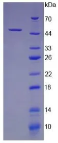 SDS-PAGE analysis of GTX00365-pro Rat GM-CSF protein.