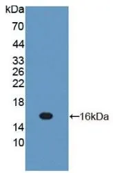WB analysis of GTX00368-pro Rat IL13 protein. WB analysis of GTX00368-pro Rat IL13 protein.