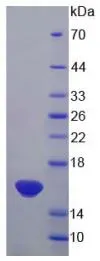 SDS-PAGE analysis of GTX00368-pro Rat IL13 protein.