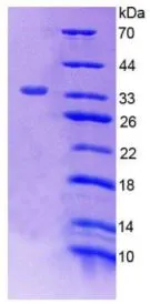 SDS-PAGE analysis of GTX00376-pro Rat p53 protein.