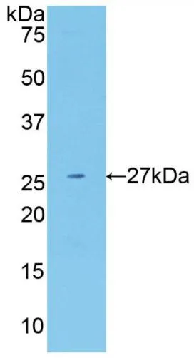 WB analysis of GTX00417-pro Human Neuregulin-1 protein (active).