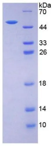 SDS-PAGE analysis of GTX00422-pro Human EPO protein (active).