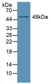 WB analysis of GTX00422-pro Human EPO protein (active).