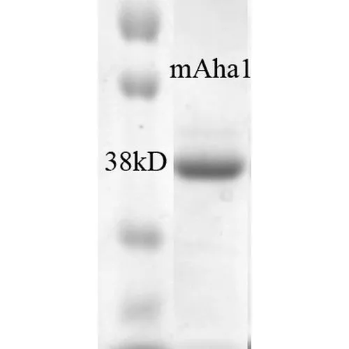 SDS-PAGE analysis of GTX00428-pro Mouse AHA-1 protein (active). SDS-PAGE analysis of GTX00428-pro Mouse AHA-1 protein (active).