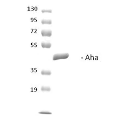 SDS-PAGE analysis of GTX00429-pro Saccharomyces cerevisiae AHA-1 protein.
