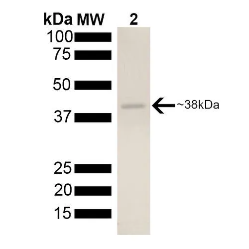 SDS-PAGE analysis of GTX00430-pro Mouse AHA-2 protein.