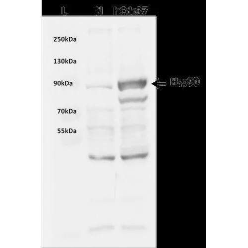 SDS-PAGE analysis of GTX00432-pro Human CDC37 protein.