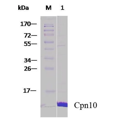 SDS-PAGE analysis of GTX00433-pro Human Cpn10 protein. SDS-PAGE analysis of GTX00433-pro Human Cpn10 protein.