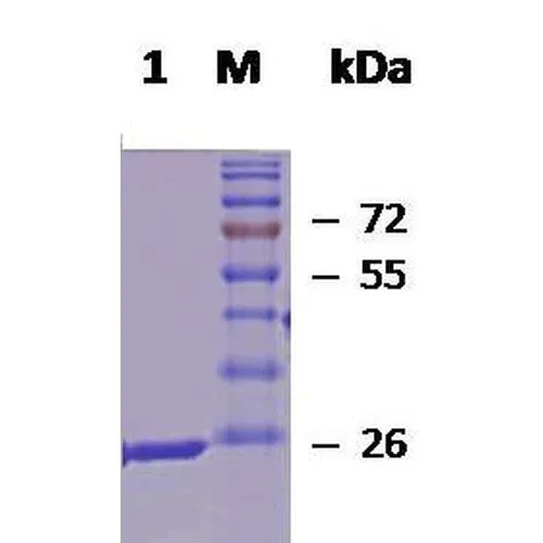 SDS-PAGE analysis of GTX00439-pro Human HSP27 protein. SDS-PAGE analysis of GTX00439-pro Human HSP27 protein.