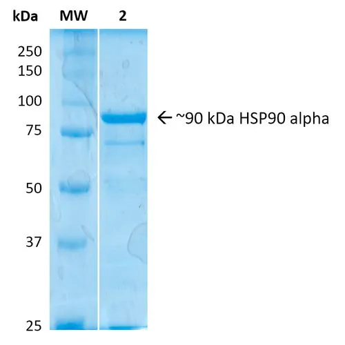 SDS-PAGE analysis of GTX00441-pro Human Hsp90 alpha protein.