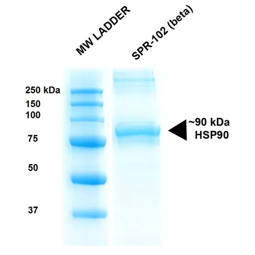 SDS-PAGE analysis of GTX00442-pro Human Hsp90 beta protein. SDS-PAGE analysis of GTX00442-pro Human Hsp90 beta protein.
