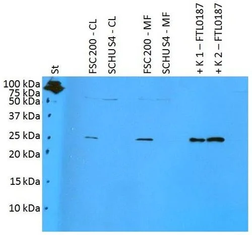 WB analysis of various samples using GTX00495 F. t. holarctica FTL0187 antibody [PAb (196)].<br>St : Mw marker <br>FSC200-CL : 10 &#956;g of FSC200 cell lysate<br>SCHUS4-CL : 10 &#956;g of SCHU S4 cell lysate<br>FSC200-MF : 10 &#956;g of FSC200 membrane fraction<br>SCHUS4-CL : 10 &#956;g of SCHU S4 membrane fraction <br>K1 : 50 ng of FTL0187 recombinant protein<br>K2 : 125 ng of FTL0187 recombinant protein