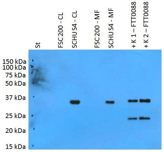 WB analysis of various samples using GTX00502 F. t. tularensis PilT antibody [PAb (180)].<br>St : Mw marker <br>FSC200-CL : 10 &#956;g of FSC200 cell lysate<br>SCHUS4-CL : 10 &#956;g of SCHU S4 cell lysate<br>FSC200-MF : 10 &#956;g of FSC200 membrane fraction<br>SCHUS4-CL : 10 &#956;g of SCHU S4 membrane fraction <br>K1 : 50 ng of FTT0088 recombinant protein<br>K2 : 125 ng of FTT0088 recombinant protein