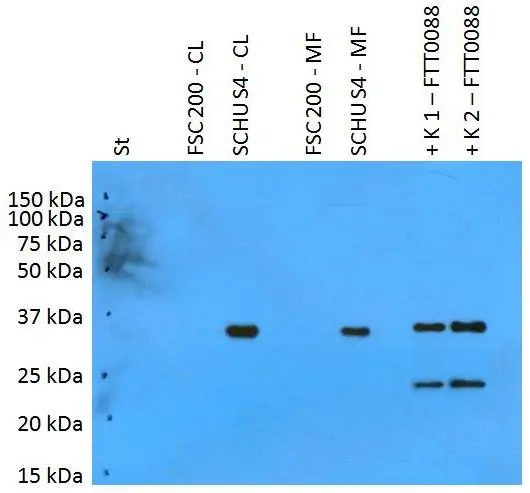 WB analysis of various samples using GTX00502 F. t. tularensis PilT antibody [PAb (180)]. St : Mw marker FSC200-CL : 10 microg of FSC200 cell lysate SCHUS4-CL : 10 microg of SCHU S4 cell lysate FSC200-MF : 10 microg of FSC200 membrane fraction SCHUS4-CL : 10 microg of SCHU S4 membrane fraction K1 : 50 ng of FTT0088 recombinant protein K2 : 125 ng of FTT0088 recombinant protein