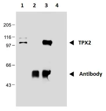 IP analysis of nuclear extract of HEK293 cells using GTX00510 TPX2 antibody [TPX2-01].<br>Lane 1: nuclear extract <br> Lane 2 : antibody <br> Lane 3: immunoprecipitate, <br> Lane 4 : carrier