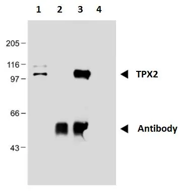 IP analysis of nuclear extract of HEK293 cells using GTX00510 TPX2 antibody [TPX2-01]. Lane 1: nuclear extract Lane 2 : antibody Lane 3: immunoprecipitate, Lane 4 : carrier