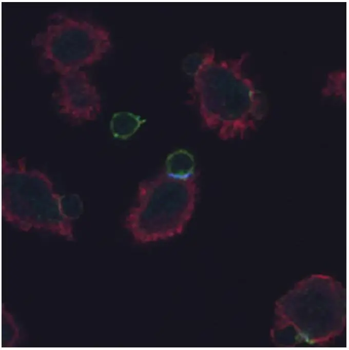 ICC/IF analysis of immunological synapse formed between the lymph node naive T cells (from AND TCR transgenic mice) and DCEK cells loaded with MCC peptide using GTX00521 CD3 zeta (phospho Tyr72) antibody [EM-26]. Green : total CD3 zeta Blue : GTX00521 Red : Actin