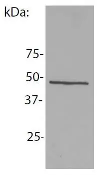 WB analysis of mouse lymph node lymphocytes using GTX00522 NCK1 antibody [EM-06].