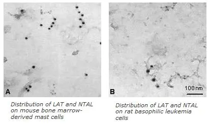 ICC/IF analysis of mouse bone marrow-derived mast cells (BMMC; Panel A) and RBL rat basophilic leukemia cell line (Panel B) using GTX00531 NTAL antibody [PAb (487)] and anti-LAT antibody.