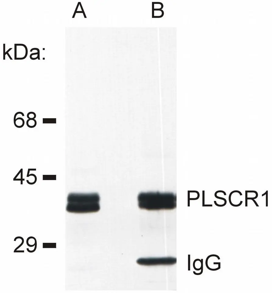 IP analysis of RBL cell lysate using GTX00588 Phospholipid scramblase 1 antibody [13A6(TEC-23)].GTX00588 was used both in IP and IB. Lane 1 : RBL lysate Lane 2 : PLSCR1 immunoprecipitate from RBL lysate
