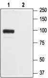 WB analysis of rat brain membrance lysates using GTX00632 GluR2 antibody.<br>Lane 1 : Primary antibody<br>Lane 2 : Primary antibody preincubated with the negative control antigen