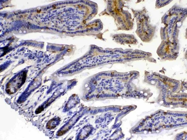 IHC-P analysis of mouse intestine tissue using GTX00652 Xanthine Oxidase antibody. <br>Antigen retrieval : Heat mediated antigen retrieval was performed in citrate buffer (pH6, epitope retrieval solution) for 20 mins<br>Dilution : 1 ?g/ml