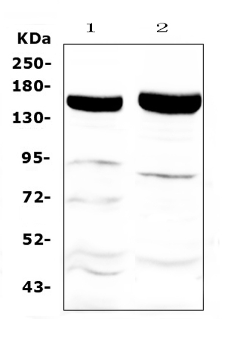 Xanthine Oxidase antibody