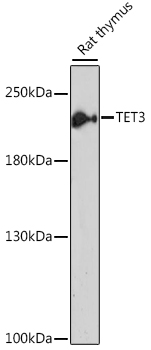 WB analysis of rat thymus tissue using GTX00657 TET3 antibody.<br>Dilution : 1:1000?<br>Loading : 25?g per lane