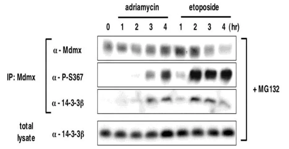 WB analysis of MCF cells with DNA damage using GTX00677 MDMX (phospho Ser367) antibody [#15].