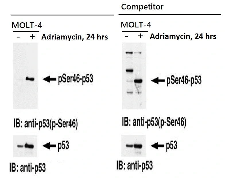WB analysis of MOLT-4 cells treated with/without adriamycin for 24 hrs using GTX00680 p53 (phospho Ser46) antibody [#36].<br>Left : GTX00680<br>Right : the competitor's p53 phospho-Ser46 antibody