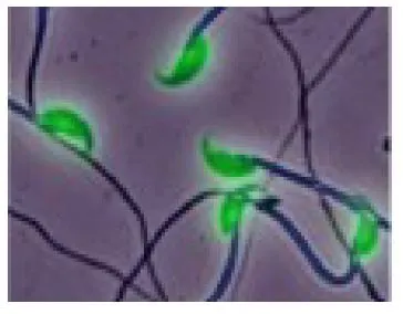 ICC/IF analysis of fresh mouse sperms using GTX00690 ADAM1B antibody [#158].<br>Dilution : 1:300<br>Fixation : 4% PFA